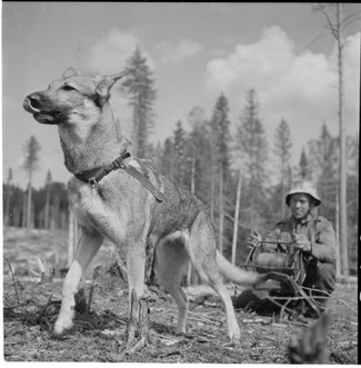 PUOLUSTUSVOIMIEN SOTAKOIRATOIMINTA (kuva: Sota-arkisto)